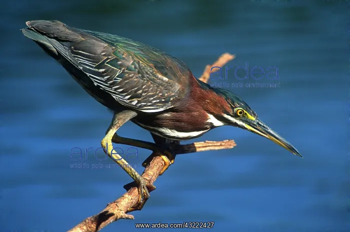 : Little Green Heron, Everglades National : Little Green Heron, Everglades National