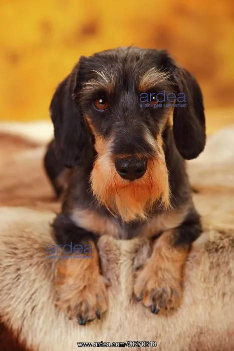  : Little Grey-haired Dachshund, male, lying, animal