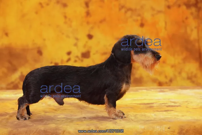  : Little Grey-haired Dachshund, male, standing, side