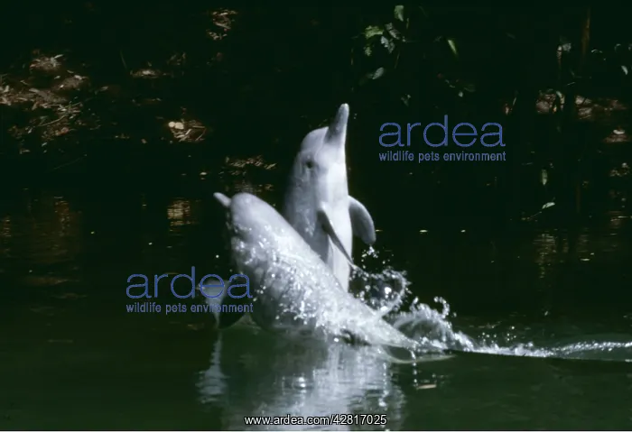 : Little Grey / Tucuxi River Dolphin : Little Grey / Tucuxi River Dolphin