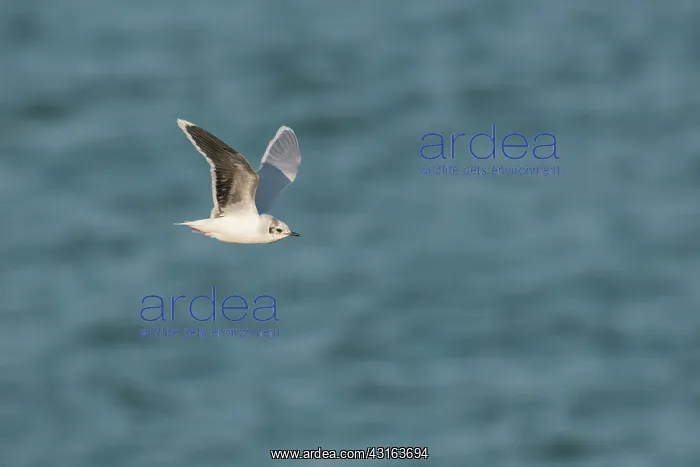 : Little Gull : Little Gull