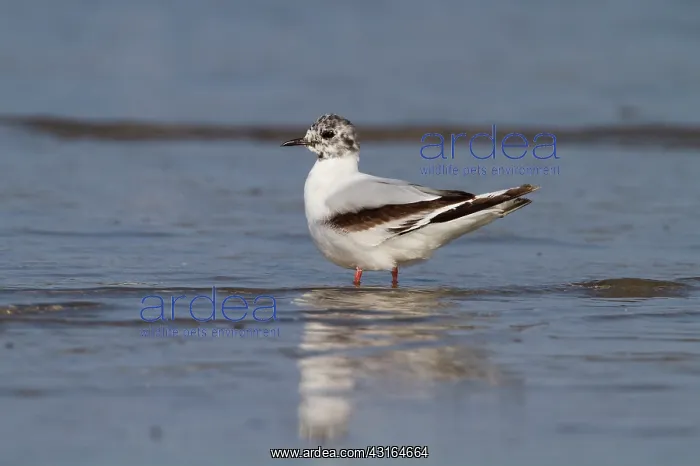 : Little Gull : Little Gull