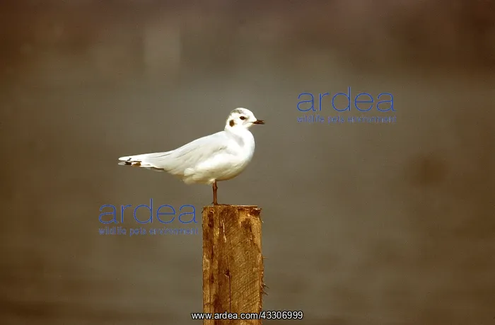 : LITTLE GULL - adult, perched on post : LITTLE GULL - adult, perched on post