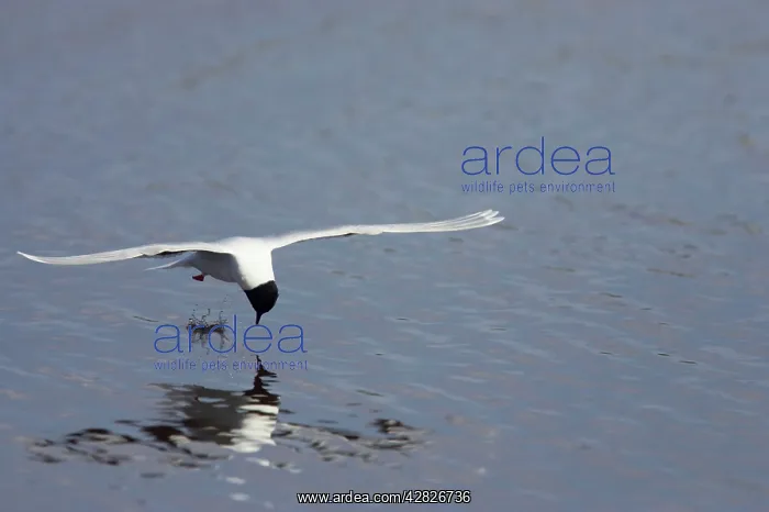 : Little Gull - Catching Flies on Surface of Lake : Little Gull - Catching Flies on Surface of Lake