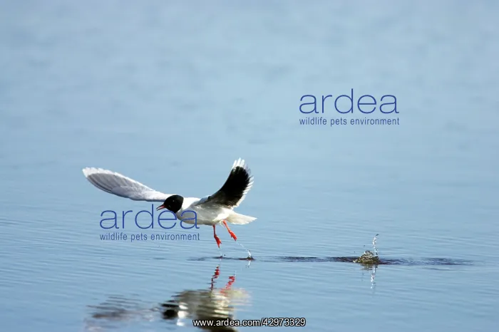 : Little Gull - Catching Flies on Surface of Lake : Little Gull - Catching Flies on Surface of Lake