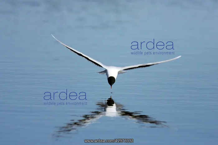 : Little Gull - Catching Flies on Surface of Lake : Little Gull - Catching Flies on Surface of Lake