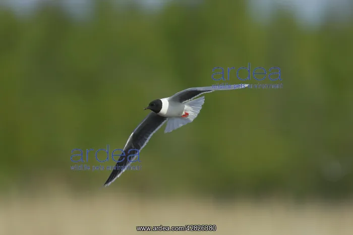 : Little Gull - In Flight : Little Gull - In Flight