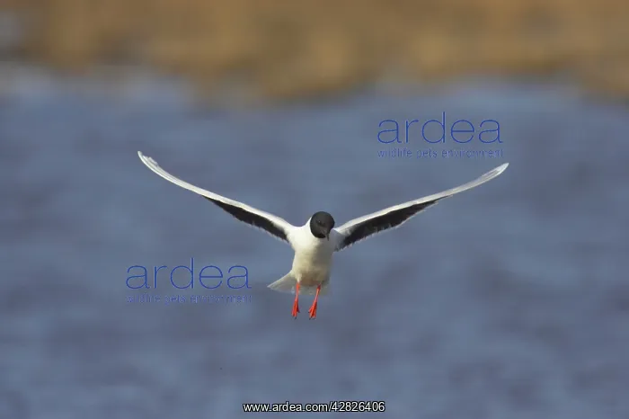 : Little Gull - In Flight : Little Gull - In Flight