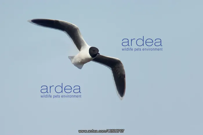 : Little Gull - In Flight : Little Gull - In Flight