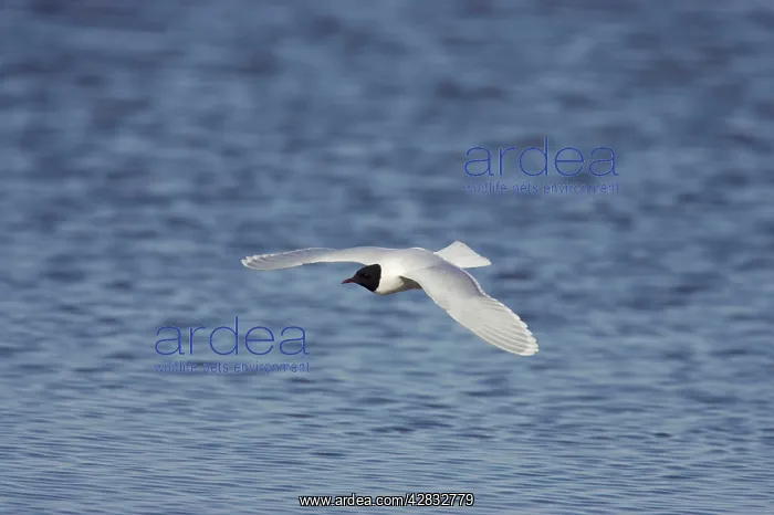 : Little Gull - In Flight : Little Gull - In Flight