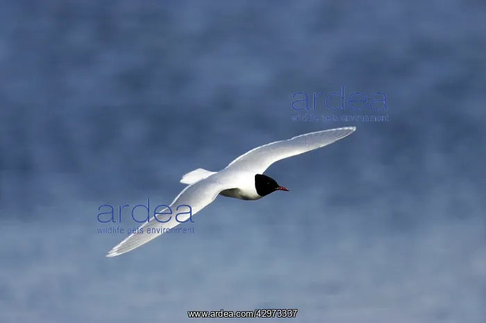 : Little Gull - In Flight : Little Gull - In Flight