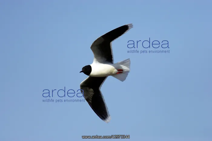 : Little Gull - In Flight : Little Gull - In Flight
