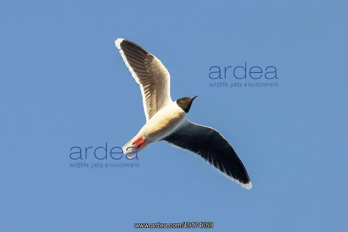: Little Gull flight : Little Gull flight