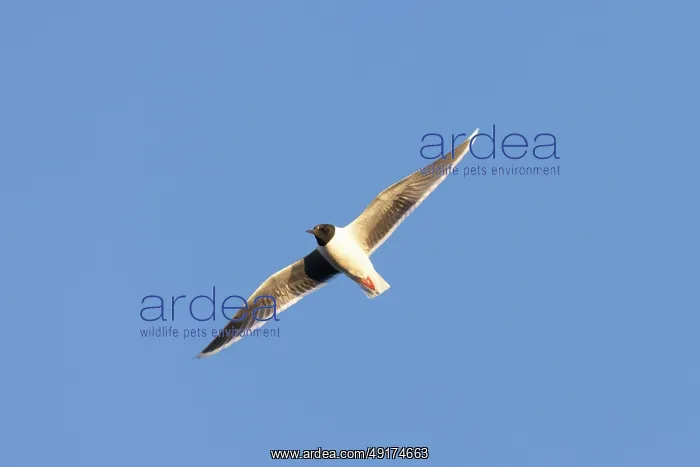 : Little Gull flight : Little Gull flight