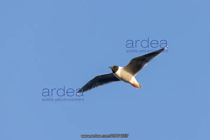 : Little Gull flight : Little Gull flight
