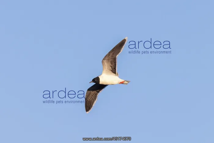 : Little Gull flight : Little Gull flight