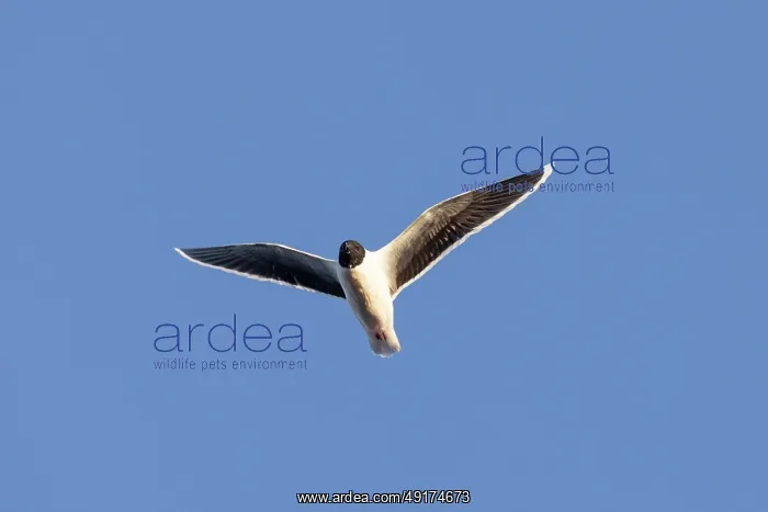 : Little Gull flight : Little Gull flight