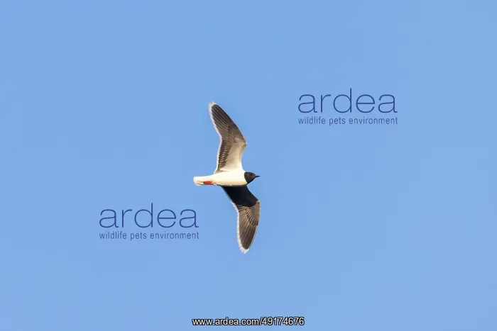 : Little Gull flight : Little Gull flight