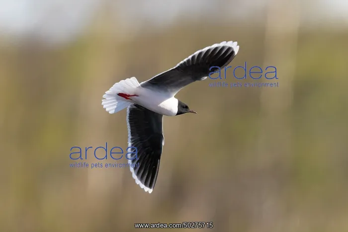 : Little Gull hunting : Little Gull hunting