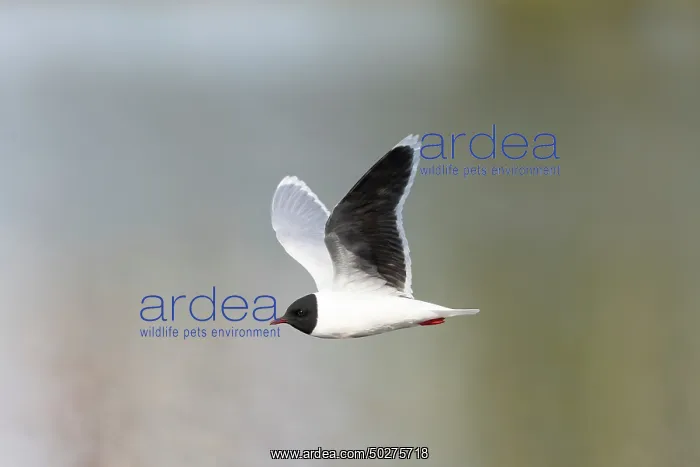  : Little Gull hunting