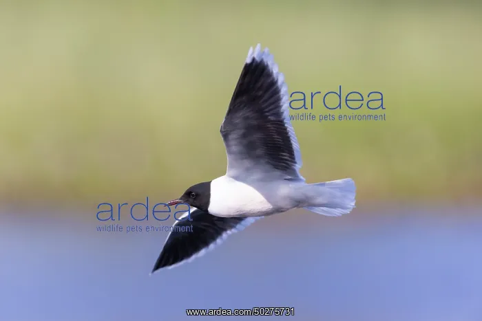: Little Gull hunting : Little Gull hunting