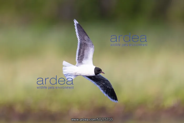  : Little Gull hunting