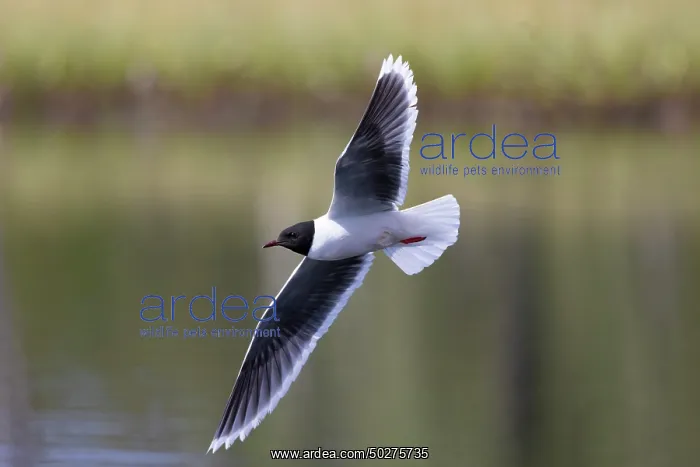  : Little Gull hunting