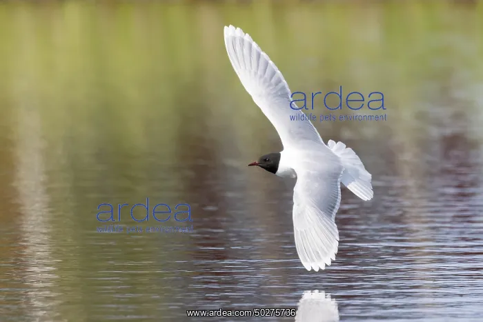  : Little Gull hunting