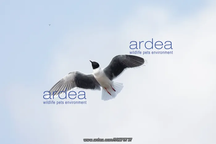  : Little Gull hunting