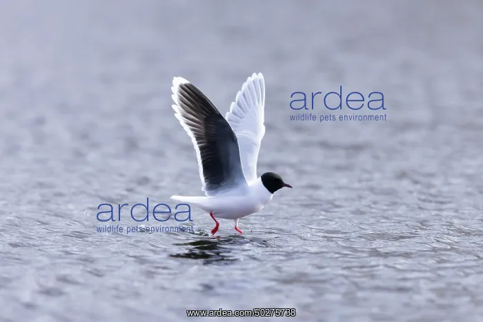: Little Gull hunting : Little Gull hunting