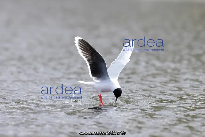 : Little Gull hunting : Little Gull hunting