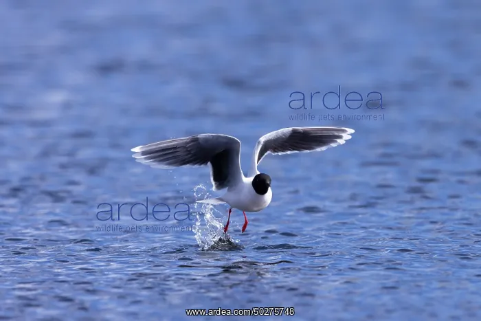  : Little Gull hunting