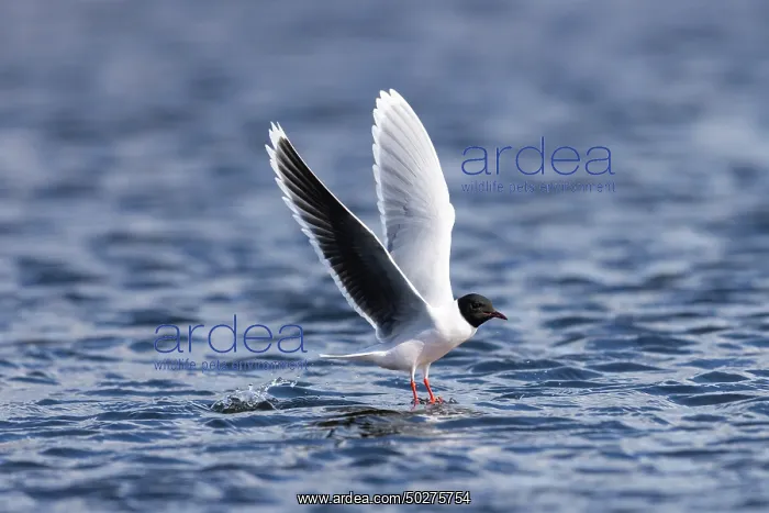 : Little Gull hunting : Little Gull hunting