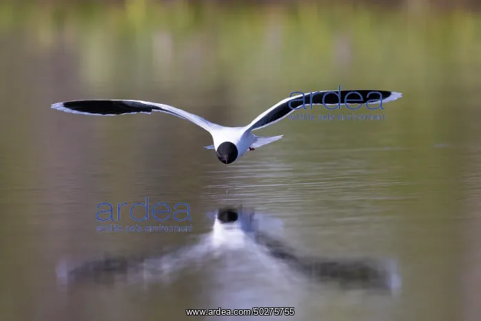  : Little Gull hunting