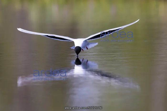  : Little Gull hunting