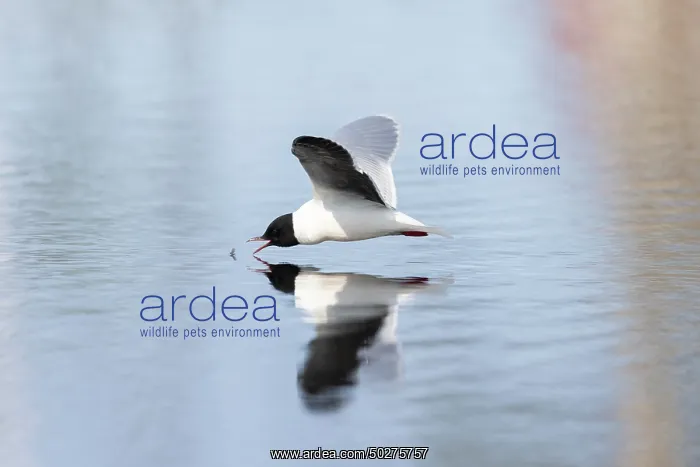 : Little Gull hunting : Little Gull hunting