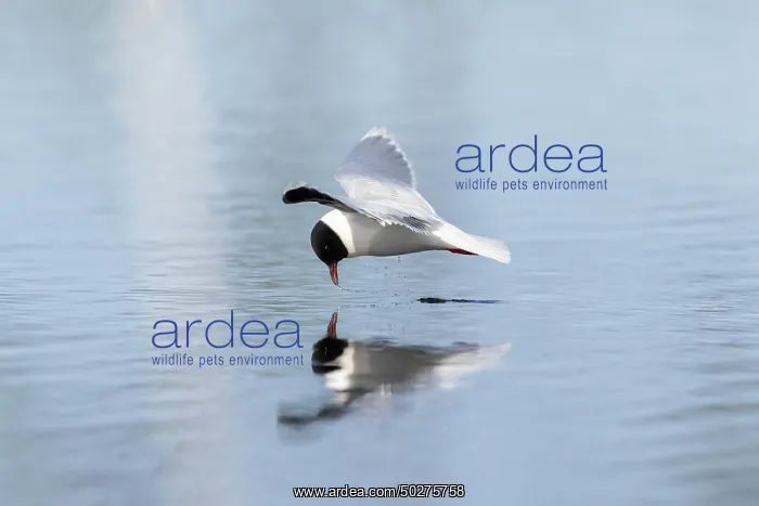: Little Gull hunting : Little Gull hunting