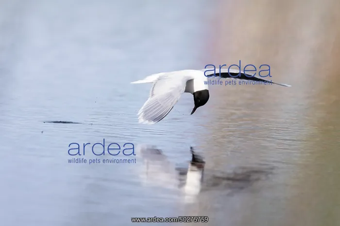 : Little Gull hunting : Little Gull hunting