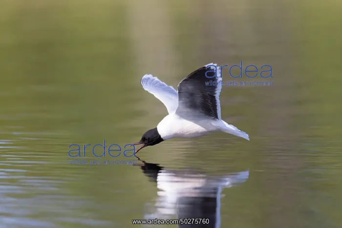 : Little Gull hunting : Little Gull hunting