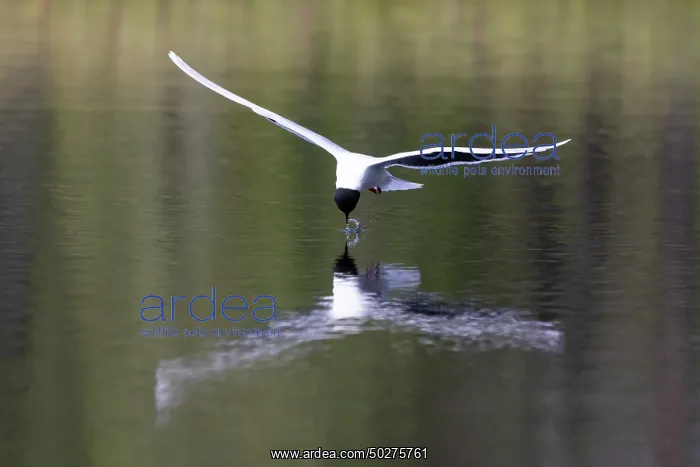 : Little Gull hunting : Little Gull hunting