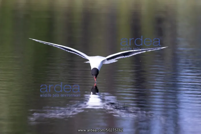 : Little Gull hunting : Little Gull hunting
