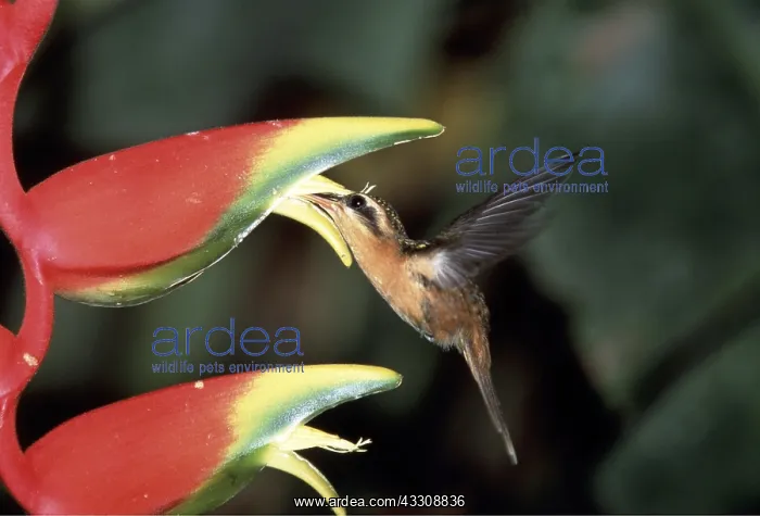  : LITTLE HERMIT HUMMINGBIRD - at flower