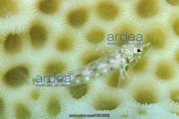 : Little Hooded Triplefin on coral : Little Hooded Triplefin on coral