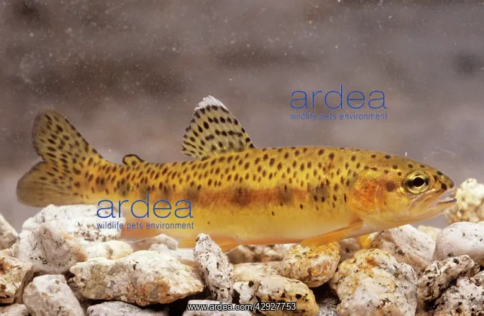 : Little Kern Golden Trout : Little Kern Golden Trout