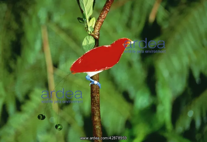 : LITTLE KING BIRD OF PARADISE - on branch, showing tail : LITTLE KING BIRD OF PARADISE - on branch, showing tail