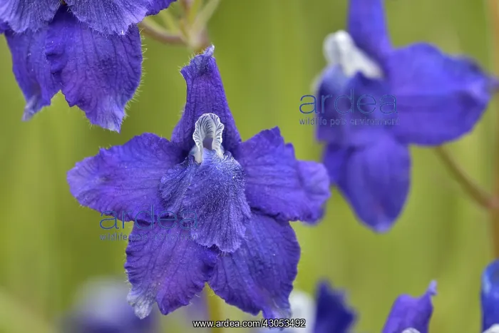 : Little Larkspur or low larkspur (Delphinium bicolor) : Little Larkspur or low larkspur (Delphinium bicolor)