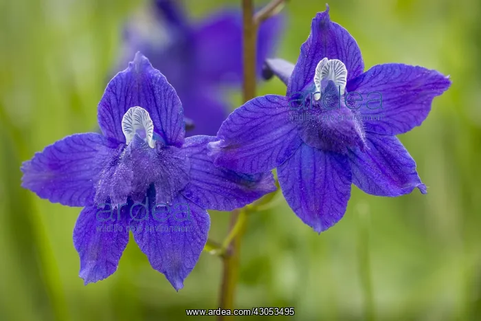 : Little Larkspur or low larkspur (Delphinium bicolor) : Little Larkspur or low larkspur (Delphinium bicolor)
