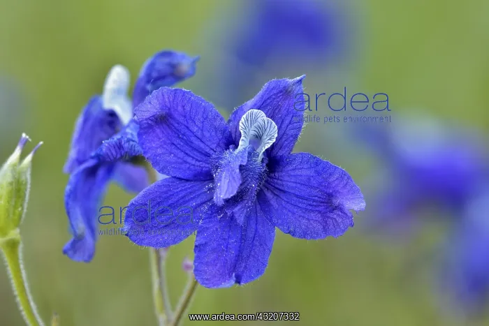 : Little Larkspur or low larkspur (Delphinium bicolor) : Little Larkspur or low larkspur (Delphinium bicolor)