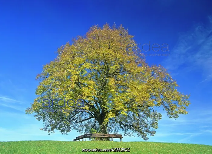 : Little-leaf linden / Small-Leaved Lime / Small-leaved : Little-leaf linden / Small-Leaved Lime / Small-leaved
