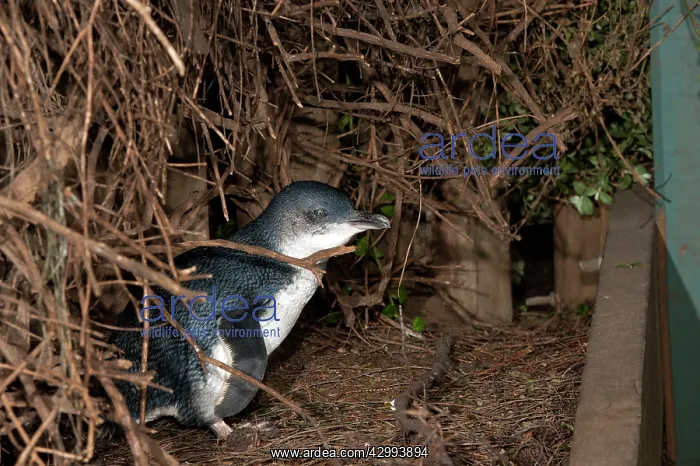  : Little  /  Little Blue  /  Fairy Penguin - adult outside its nes